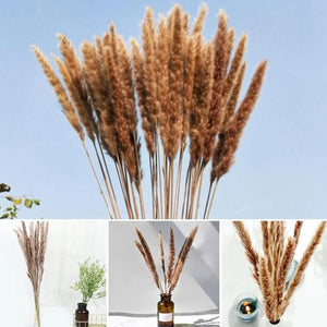 15 Natural Dried Pampas Grass Phragmites for DIY Home and Wedding Decor - ROOTS FARM