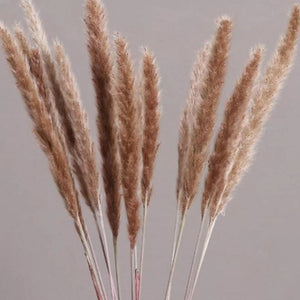 15 Natural Dried Pampas Grass Phragmites for DIY Home and Wedding Decor - ROOTS FARM