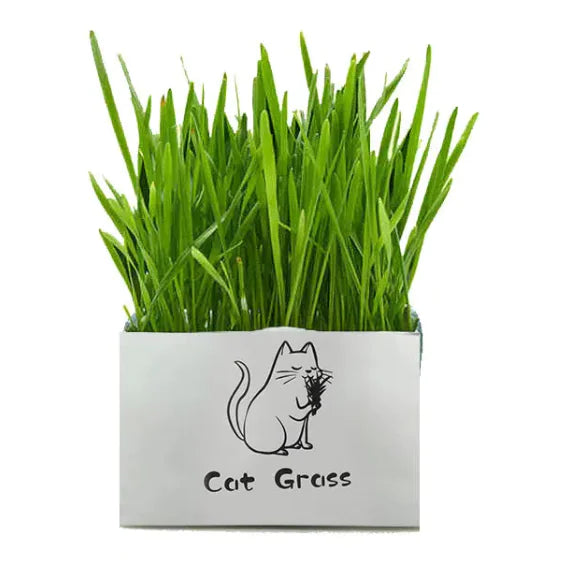 Organic Cat Grass - Fresh, Healthy, and 100% Natural for Your Feline Friend"