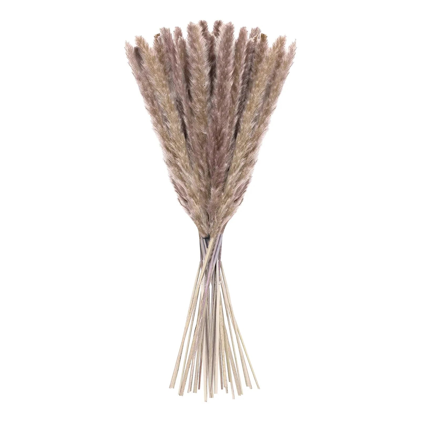 15 Natural Dried Pampas Grass Phragmites for DIY Home and Wedding Decor - ROOTS FARM