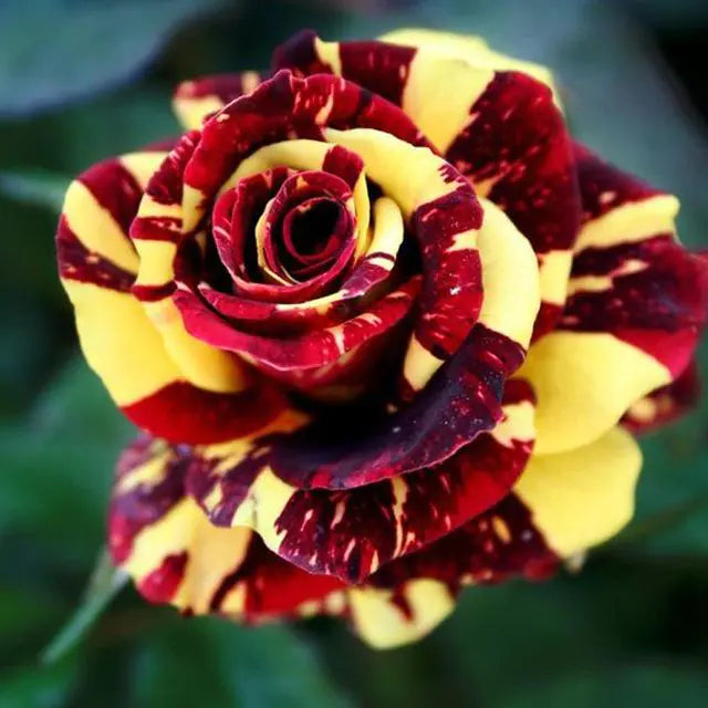 Rare Rose Bonsai Seeds