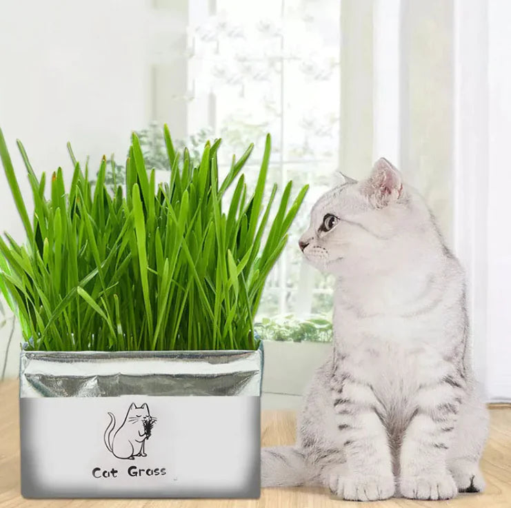 Organic Cat Grass - Fresh, Healthy, and 100% Natural for Your Feline Friend"