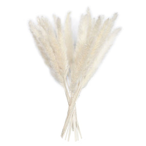 15 Natural Dried Pampas Grass Phragmites for DIY Home and Wedding Decor - ROOTS FARM