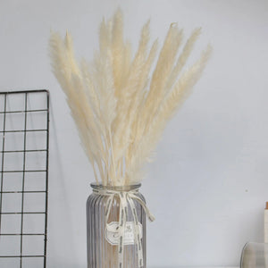 15 Natural Dried Pampas Grass Phragmites for DIY Home and Wedding Decor - ROOTS FARM